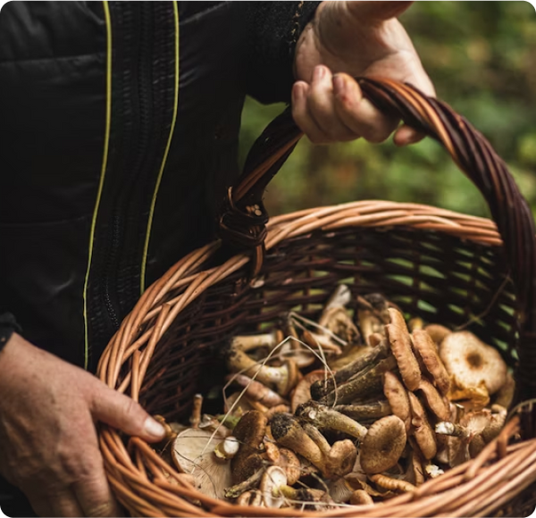 L'extraction de champignons la plus avancée au monde