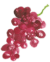 Sangria