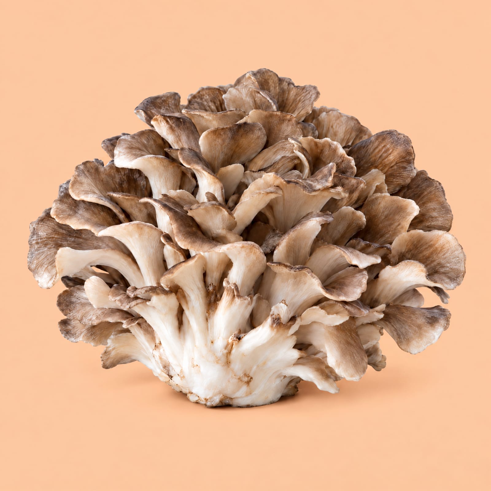 Maitake mushroom cluster, full-bleed on a peach tile