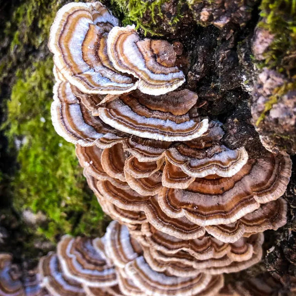 1600 mg d'extrait de champignon par portion